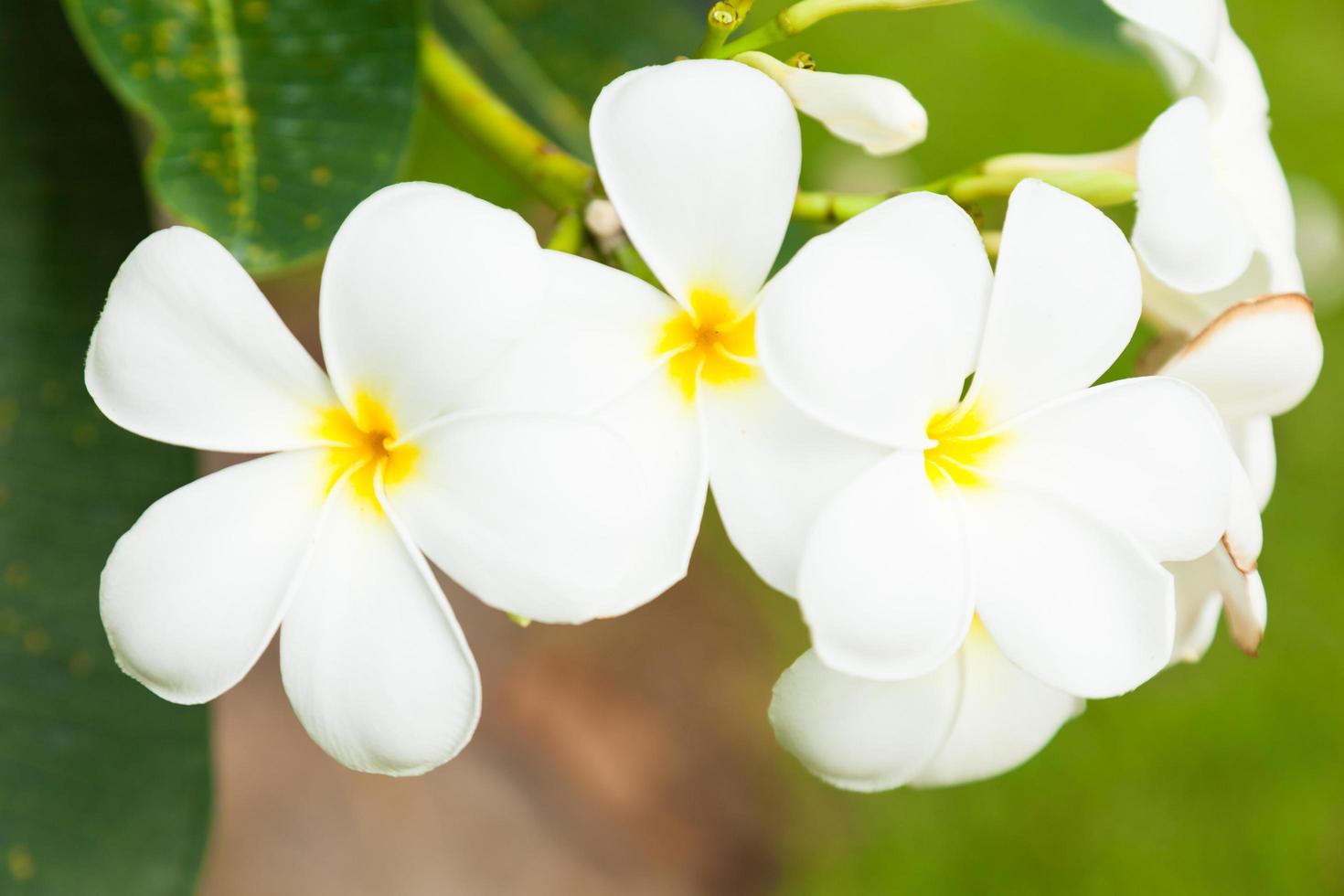 fleurs blanches sur un arbre photo
