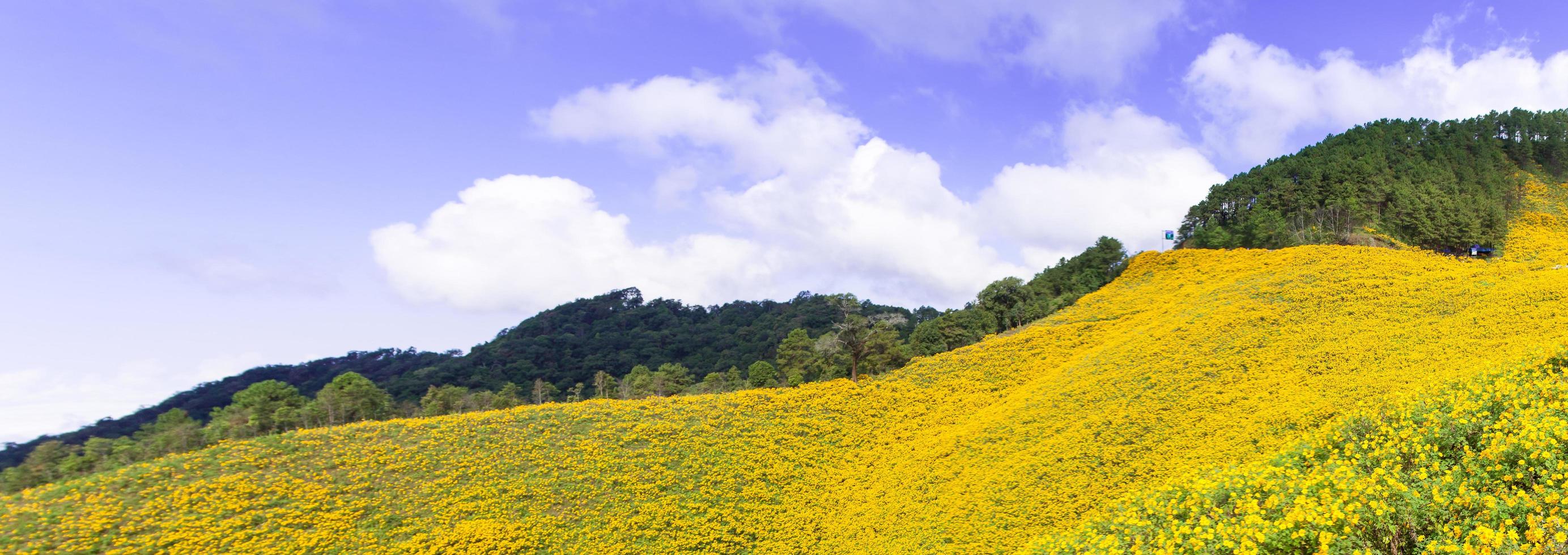 paysage en thaïlande avec des fleurs jaunes photo