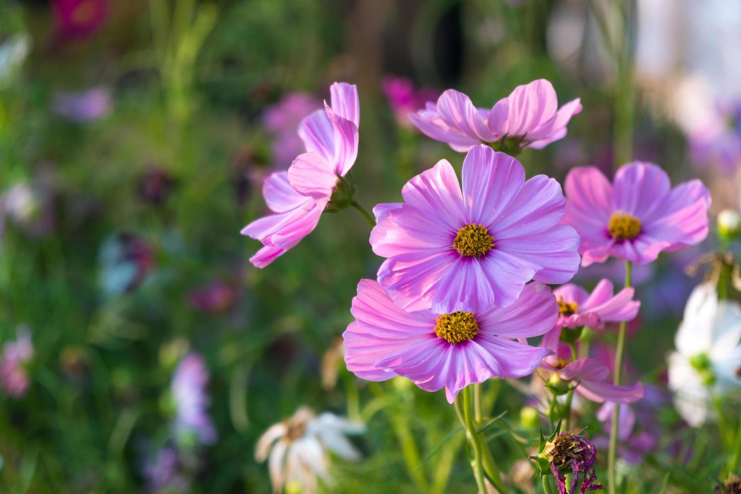 fleurs de marguerite en fleurs photo