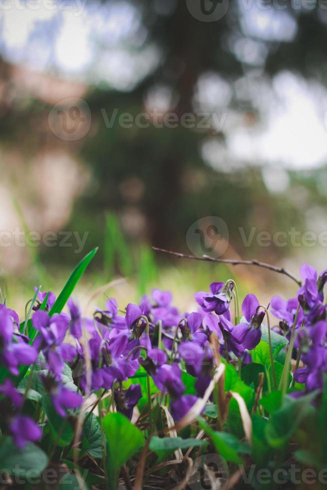 gros plan plantant des fleurs violettes de printemps dans la photo de concept de jardin