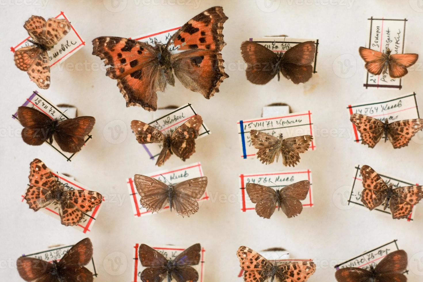 gros plan sur la collecte et l'épinglage de photo de concept de papillons séchés