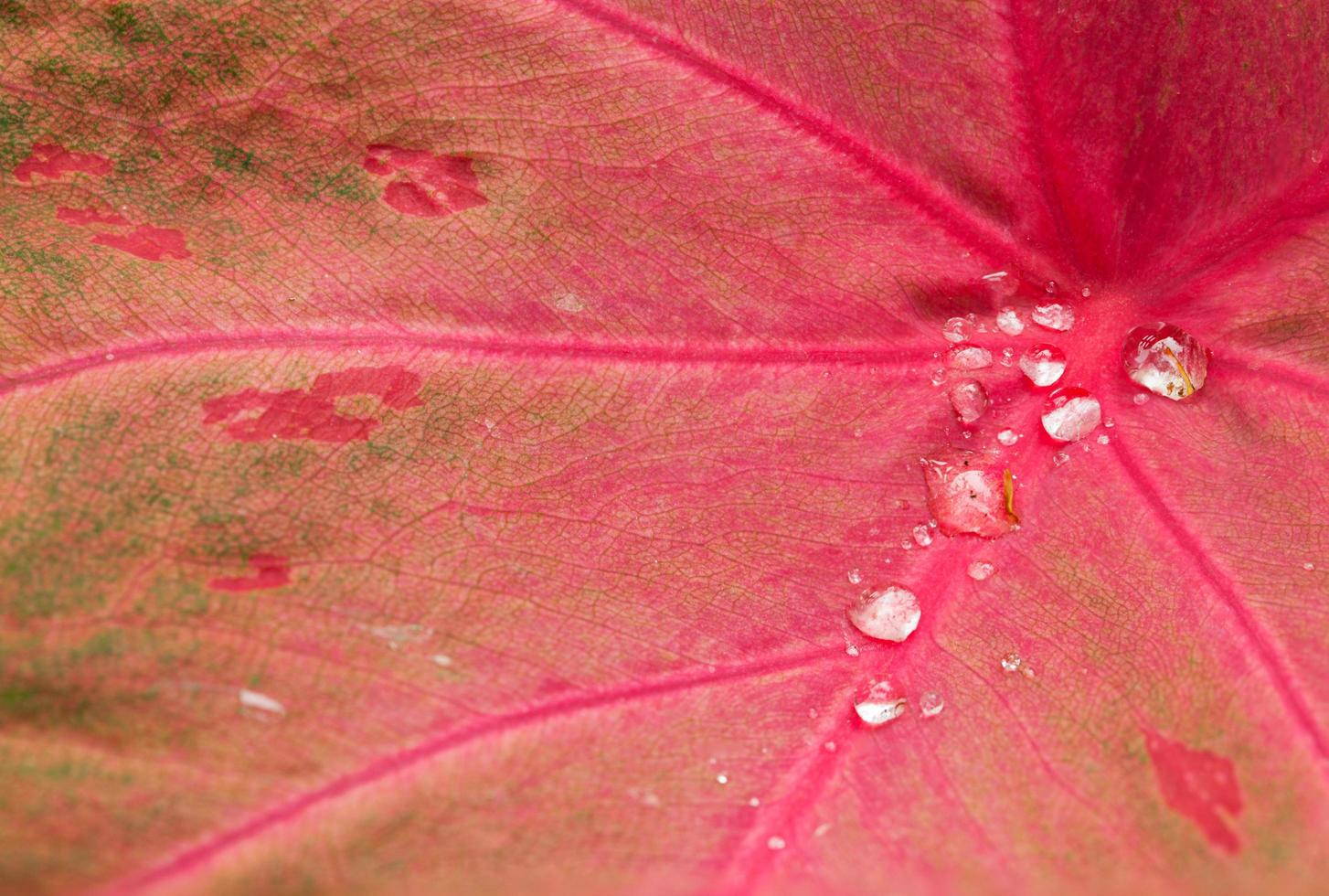 gouttelettes sur une feuille photo