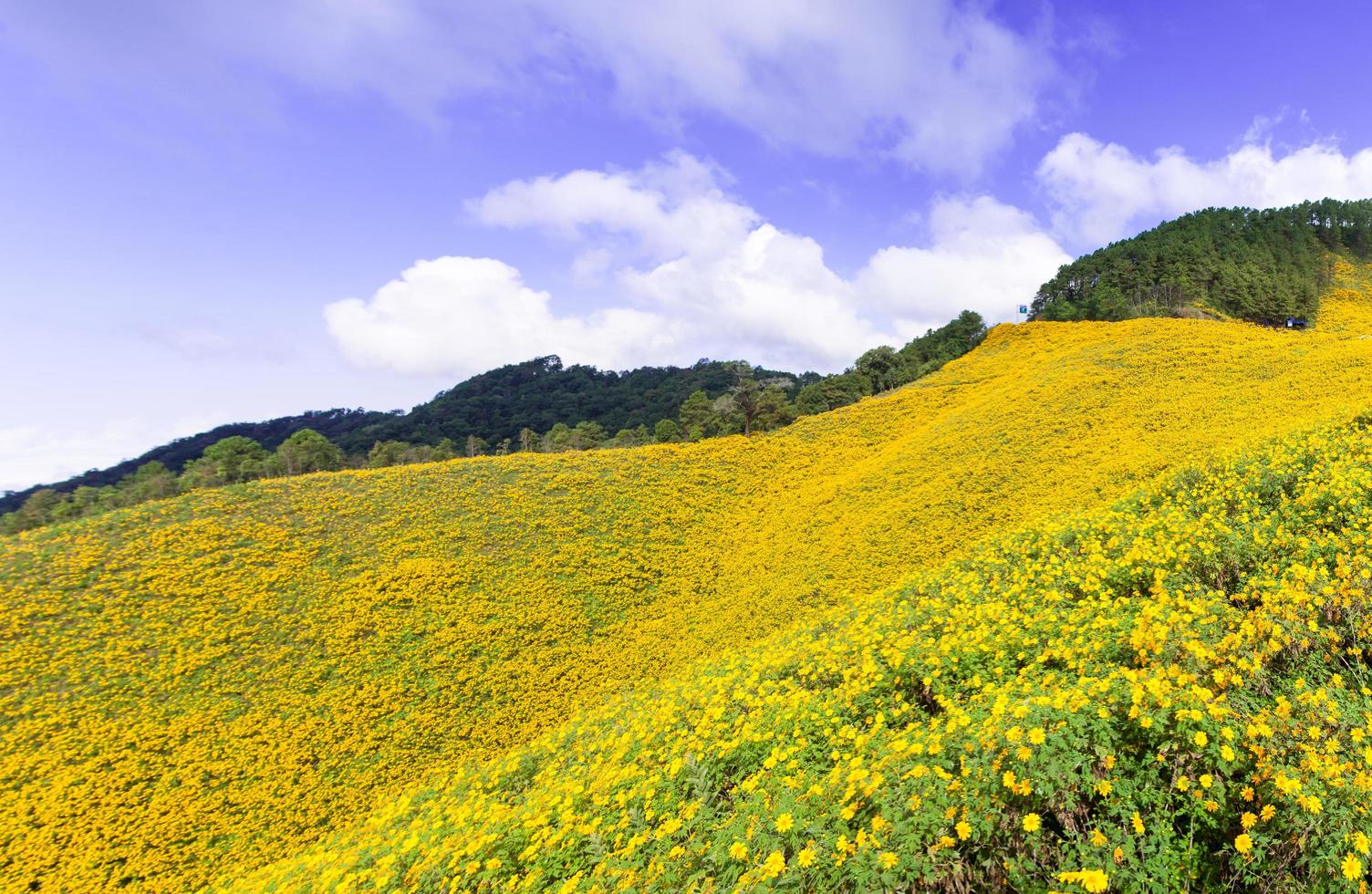 paysage en thaïlande avec des fleurs jaunes photo