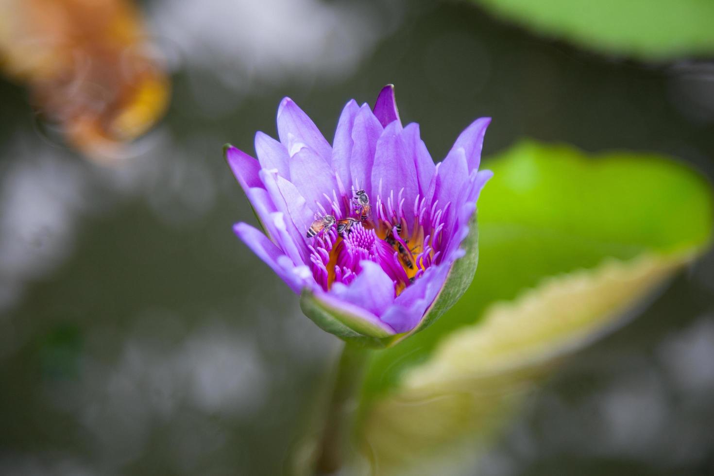 lotus bleu en fleurs photo