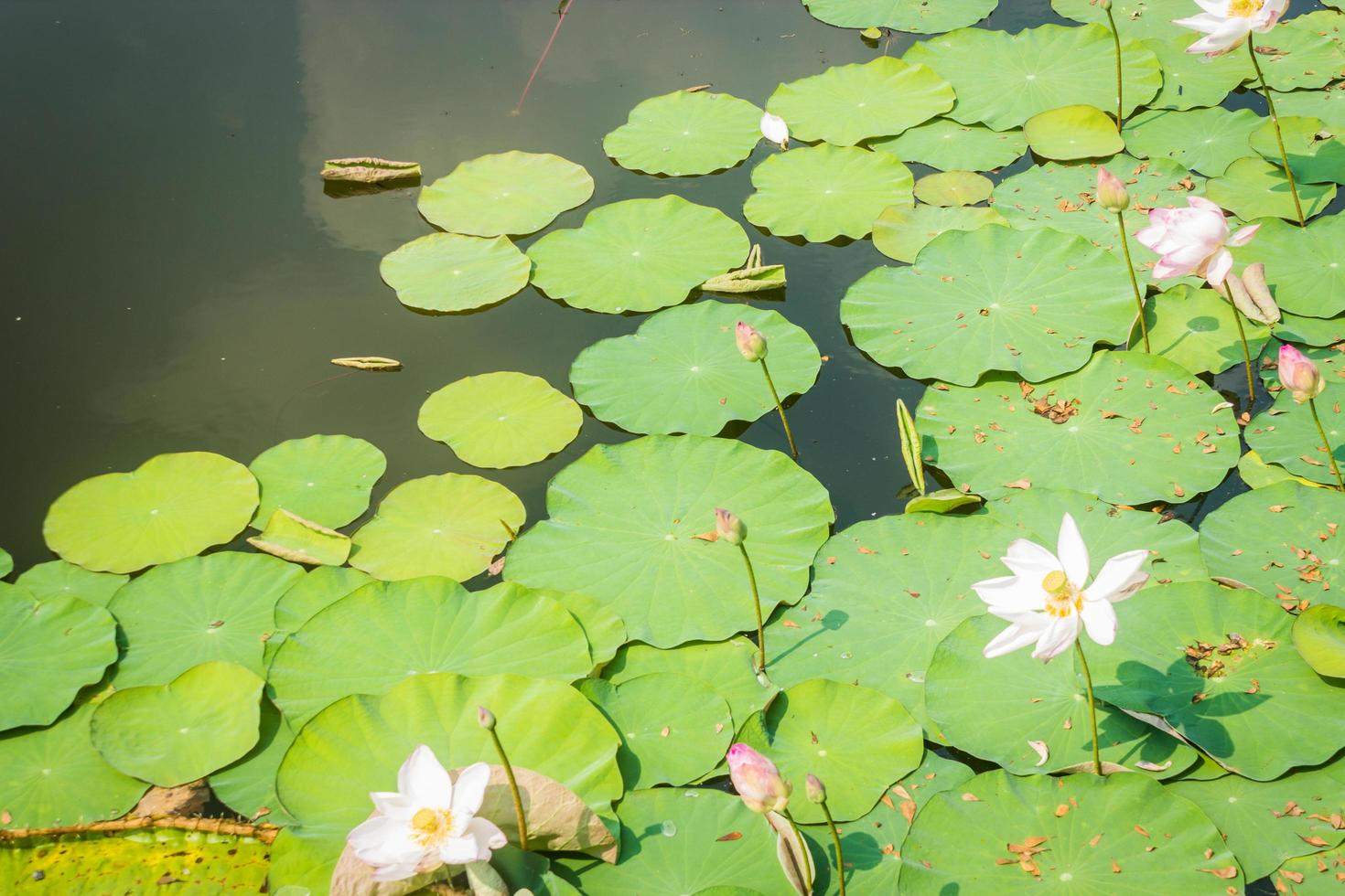 étang rempli de nénuphars ou de lotus photo