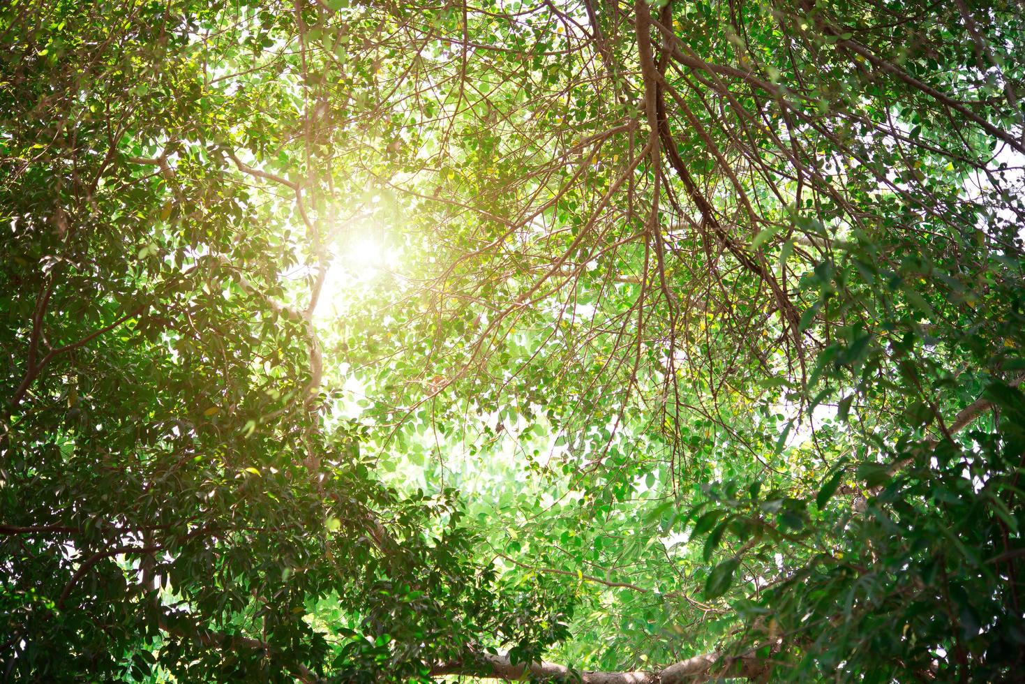 feuilles vertes si belles avec la lumière du soleil photo