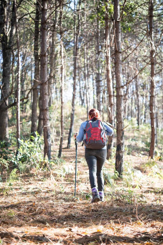 L'arrière des femmes en randonnée avec sac à dos à travers une forêt de pins photo