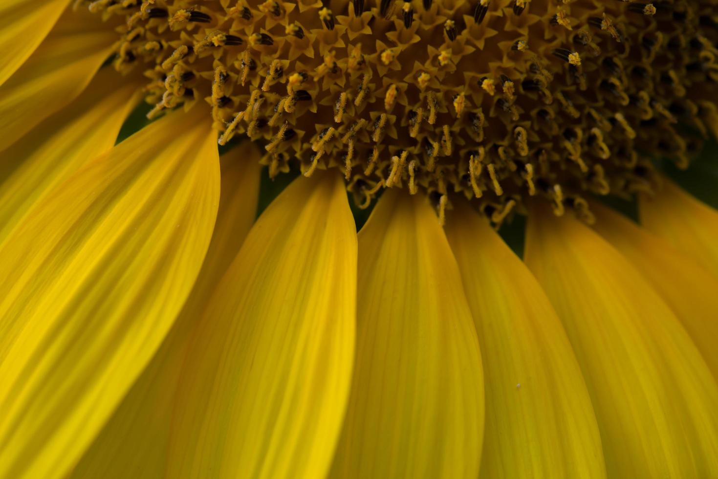 gros plan, de, a, tournesol photo