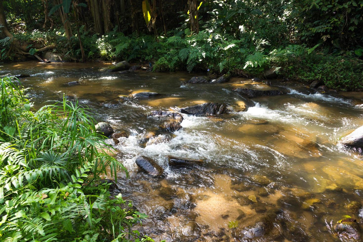 rivière et rochers dans la forêt photo