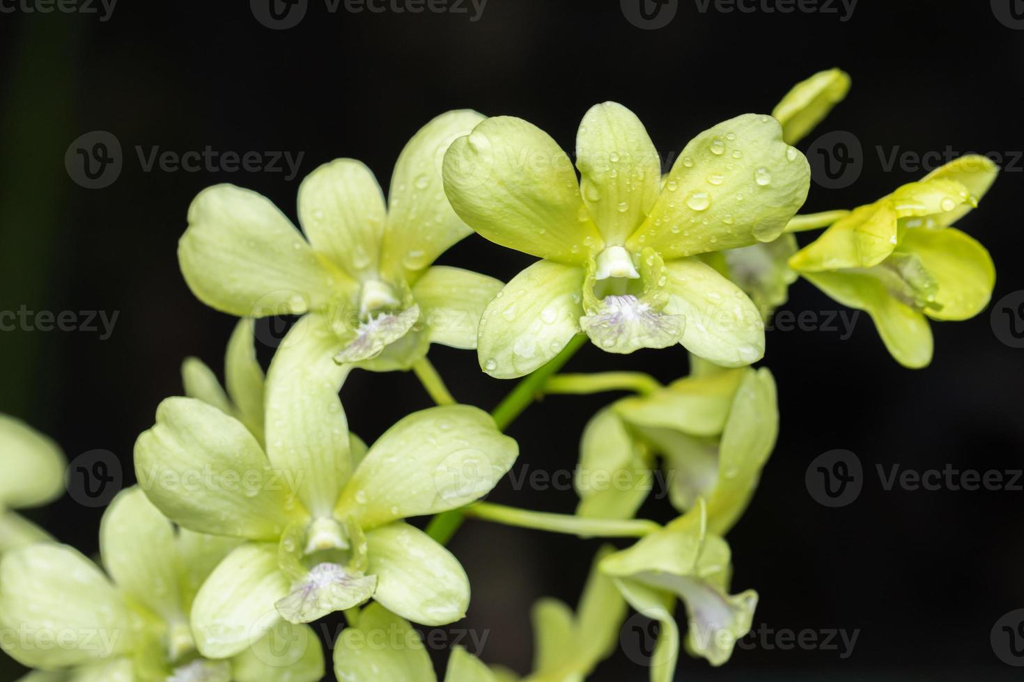 belle fleur d'orchidée qui fleurit à la saison des pluies. orchidée dendrobium photo