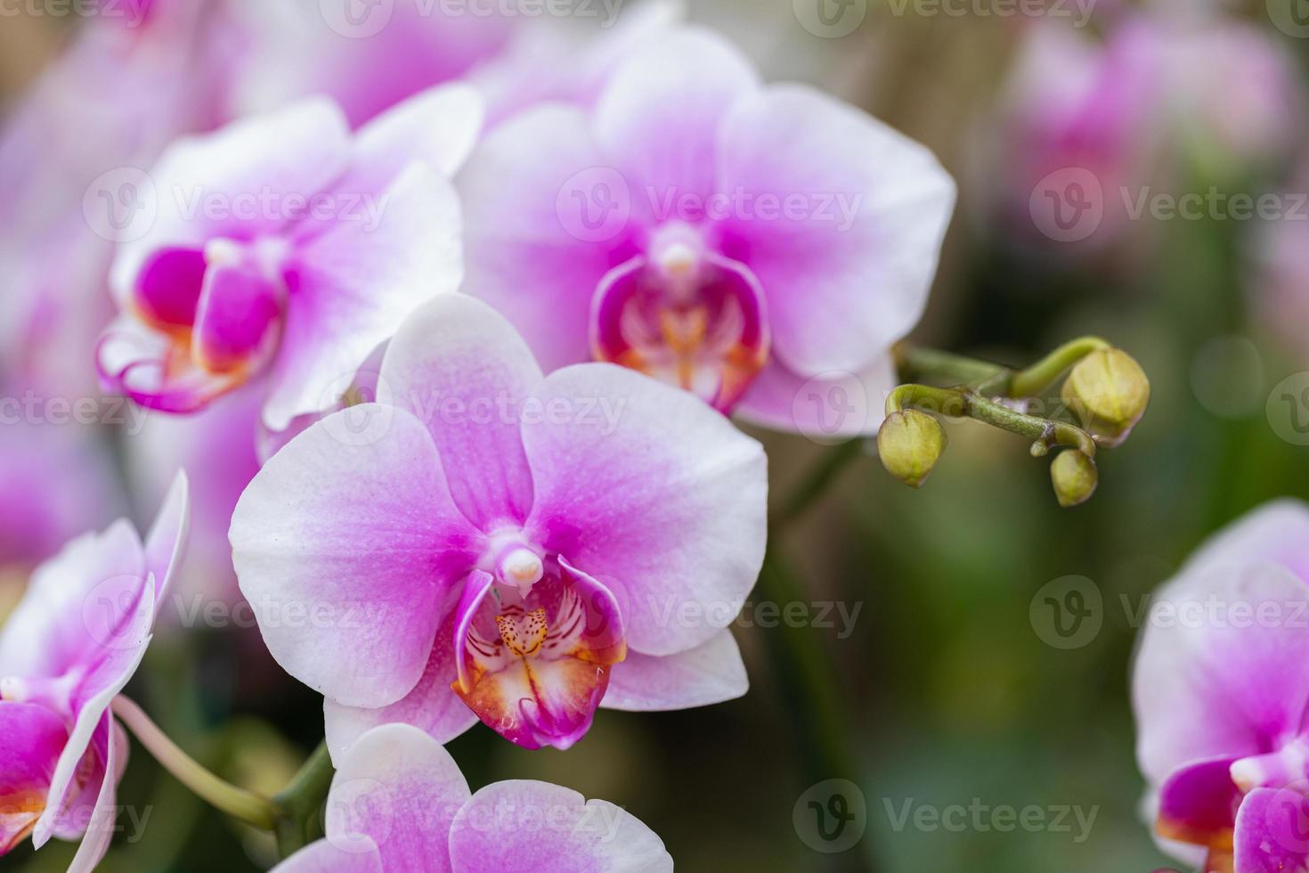 belle fleur d'orchidée qui fleurit à la saison des pluies. orchidée phalaenopsis. photo