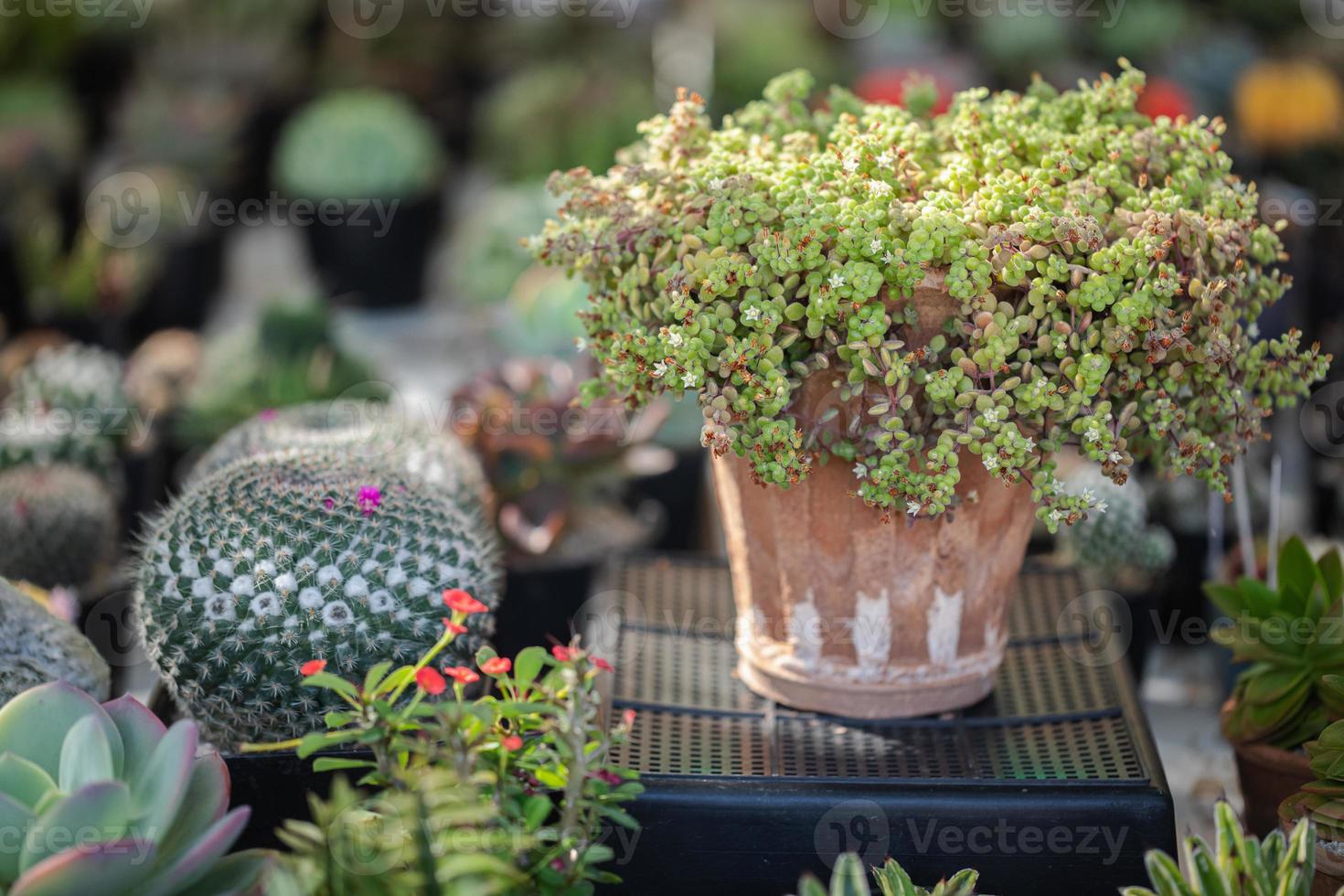 gros plan de plantes succulentes de cactus photo