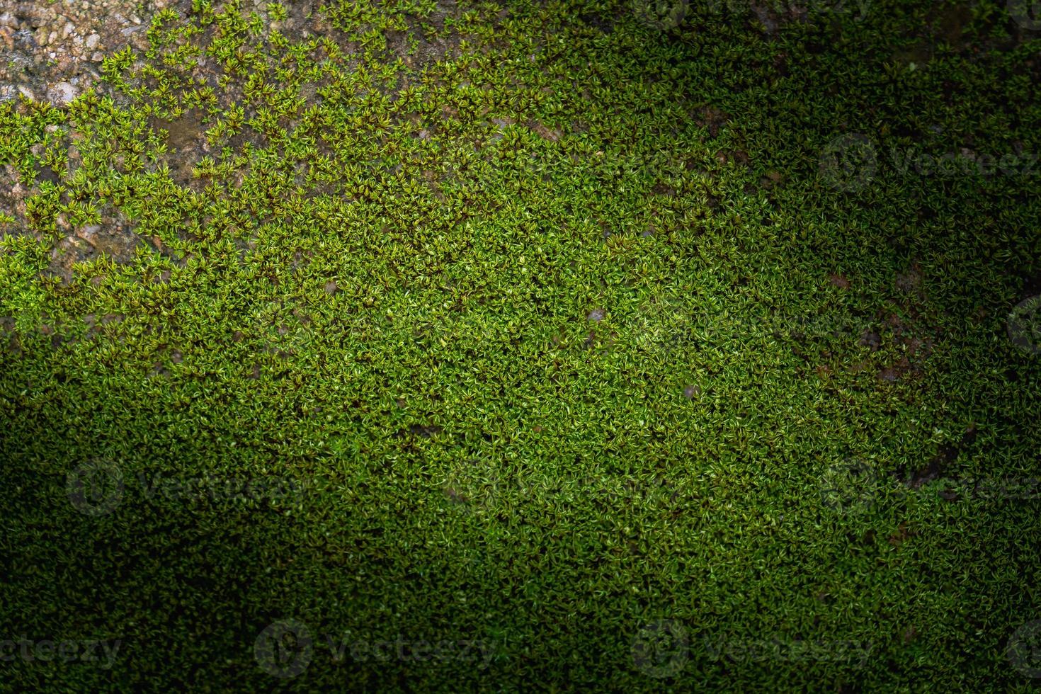 fond de mousse verte rainurée dans la nature photo