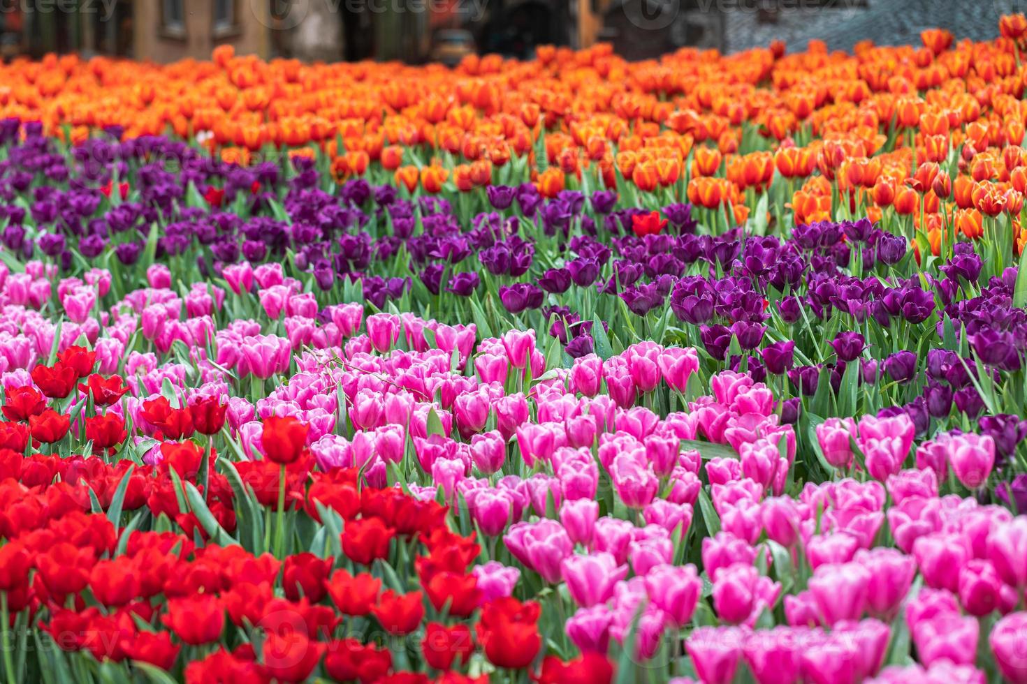 champ de tulipes colorées en fleurs au printemps photo