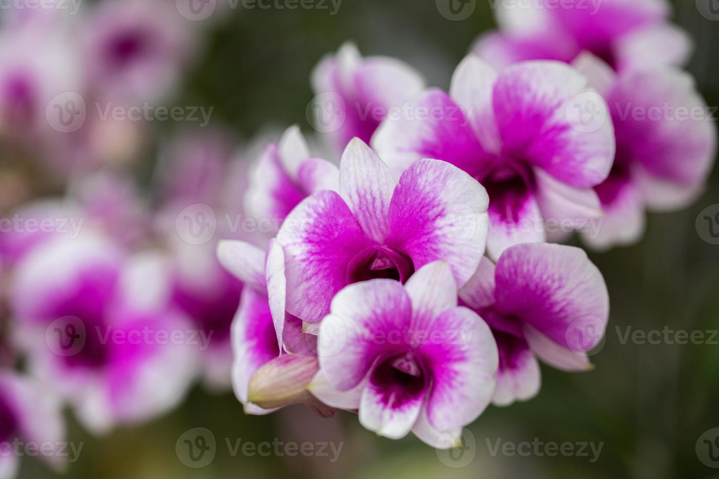 belle fleur d'orchidée qui fleurit à la saison des pluies. orchidée dendrobium photo