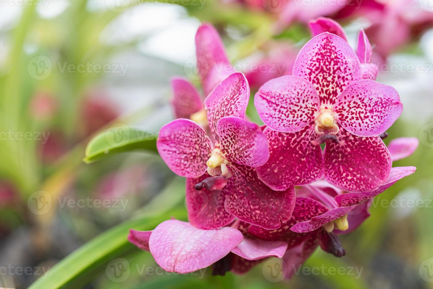 belle fleur d'orchidée qui fleurit à la saison des pluies. orchidée vanda photo