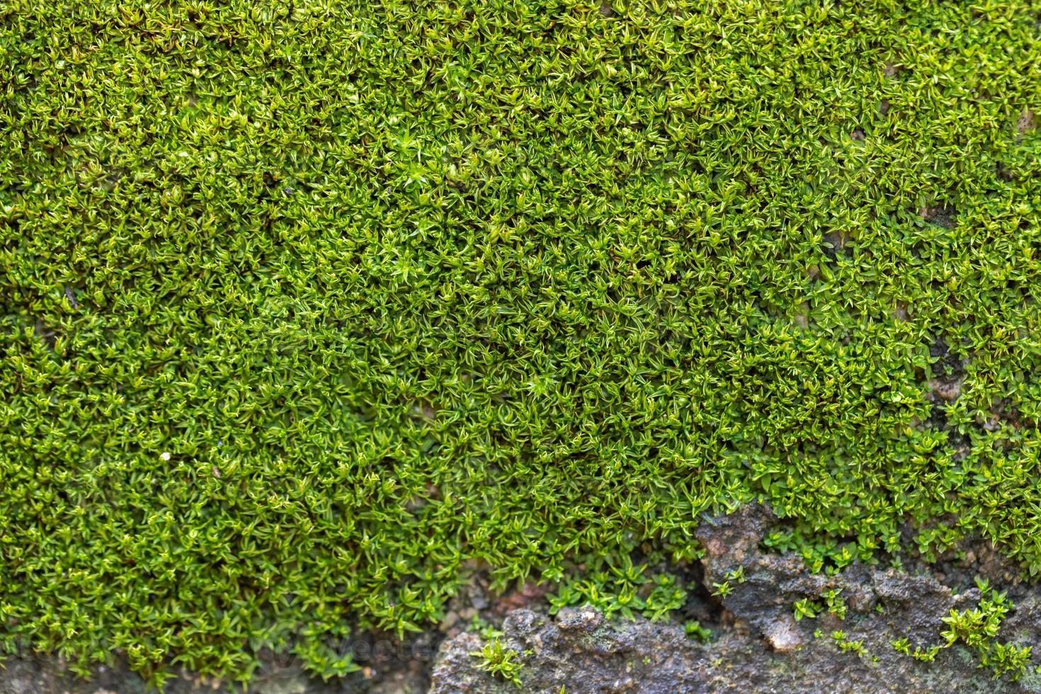 fond de mousse verte rainurée dans la nature photo