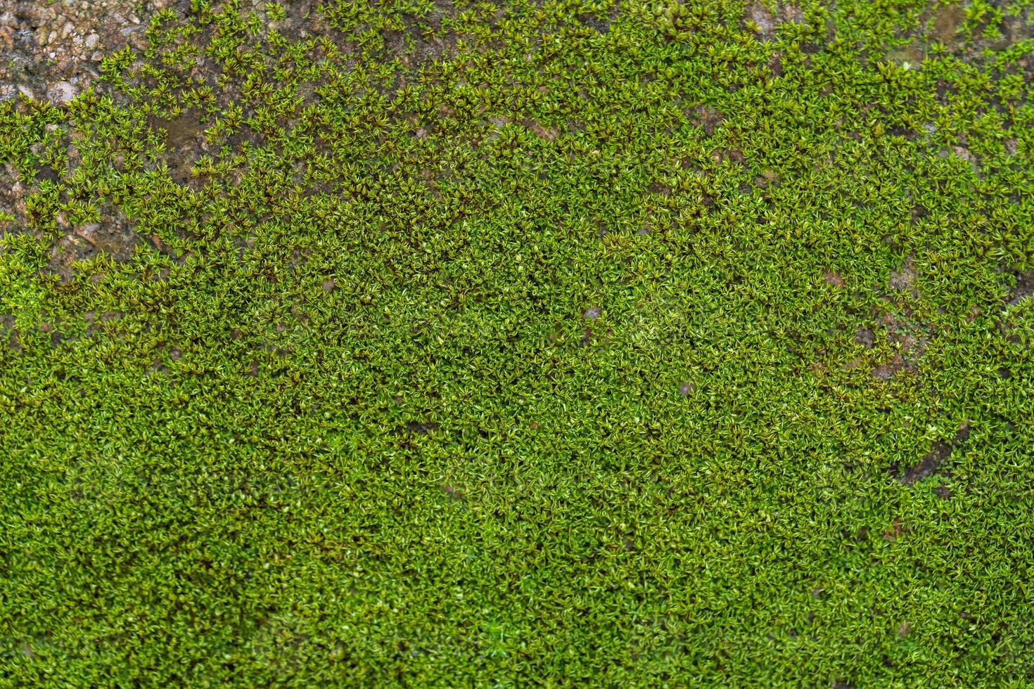 fond de mousse verte rainurée dans la nature photo