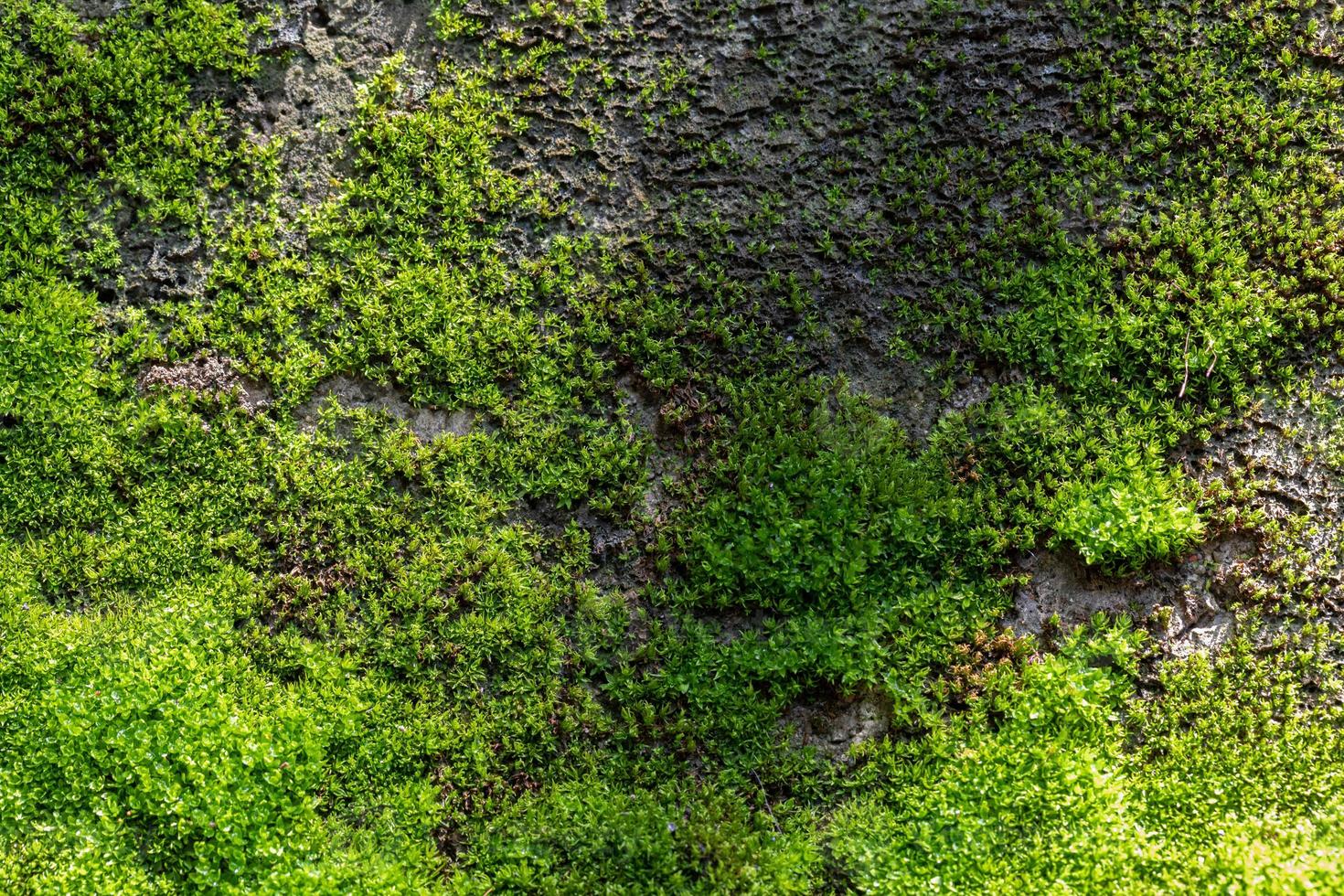 fond de mousse verte rainurée dans la nature photo