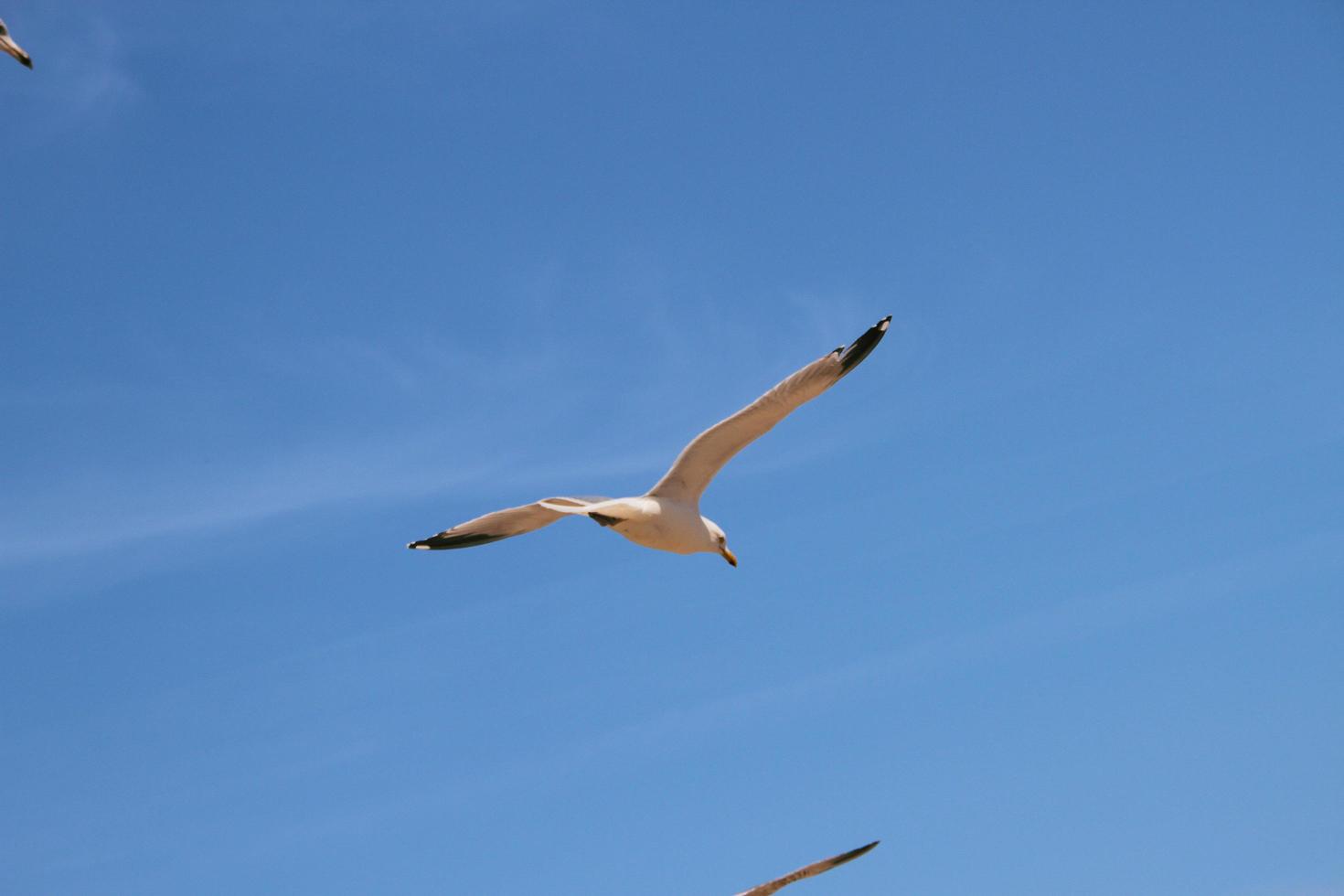 une vue d'une mouette à llandudno photo