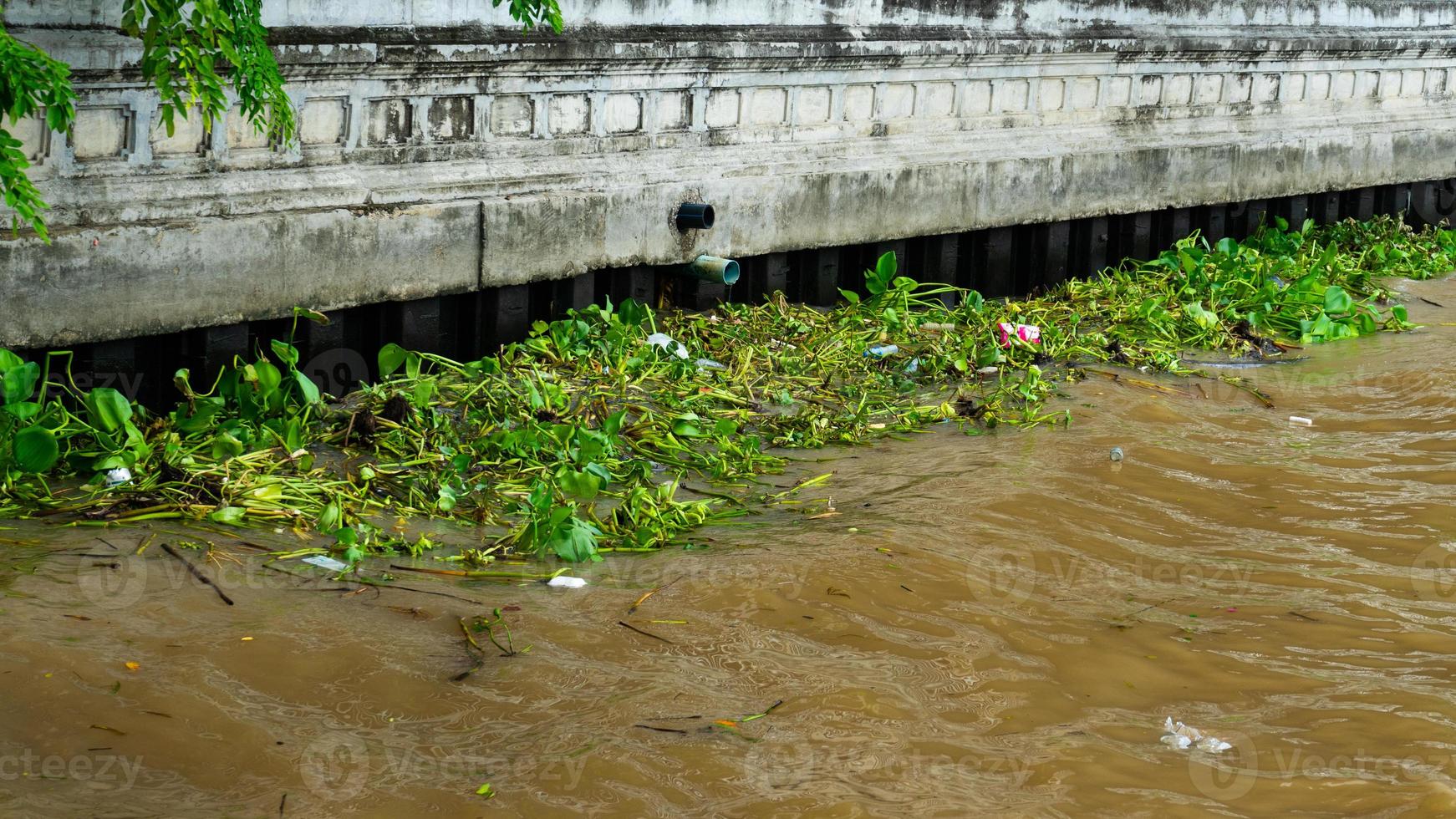 Eichhornia crassipes ou jacinthe d'eau commune et de nombreux déchets sur la surface de l'eau de la rivière Choa Praya à Bangkok, Thaïlande photo