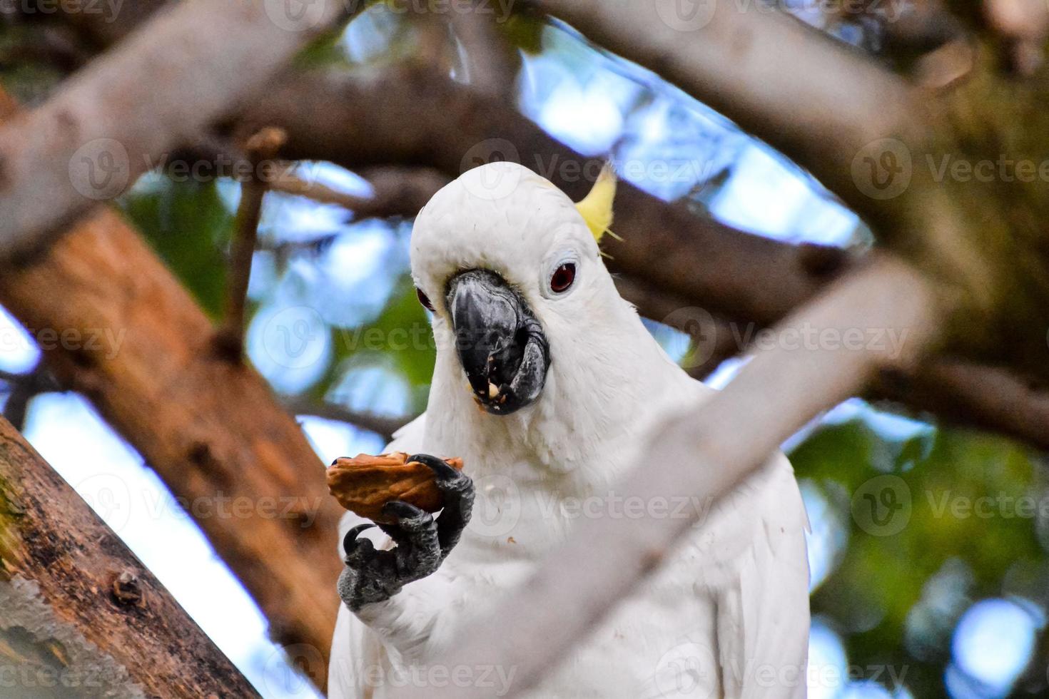 perroquet blanc dans le zoo photo