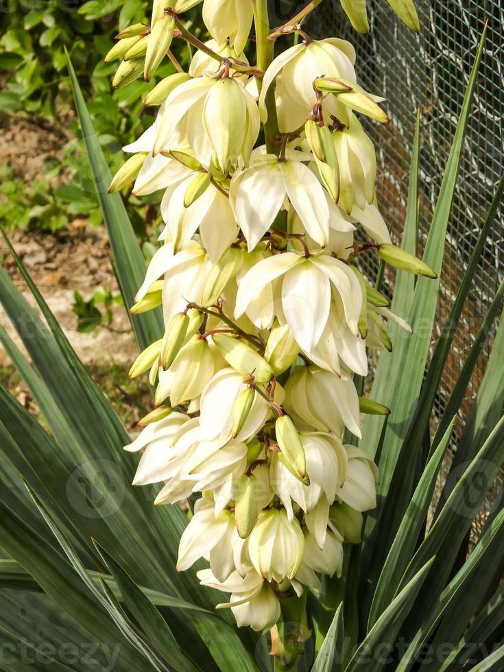 belle fleur vue rapprochée photo