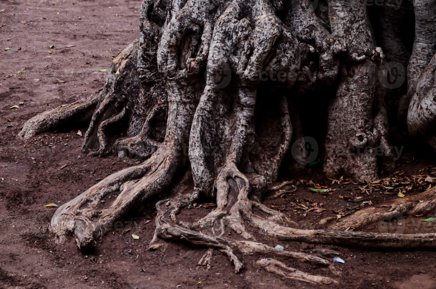 racines d'un arbre photo