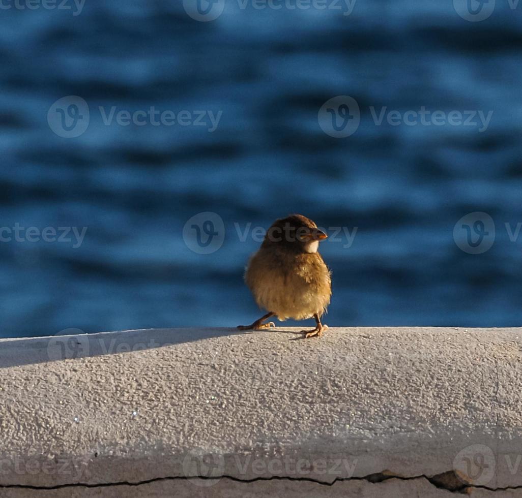 oiseau au bord de la mer photo