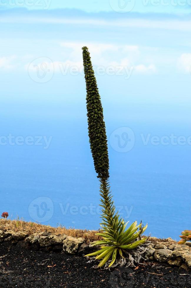 feuillage contre le ciel photo