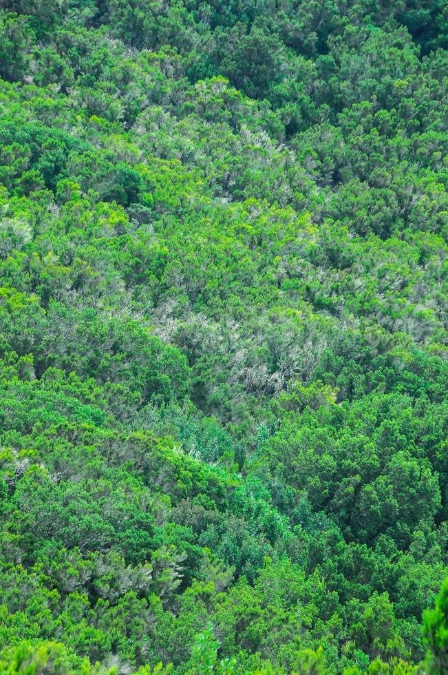 vue sur la forêt photo