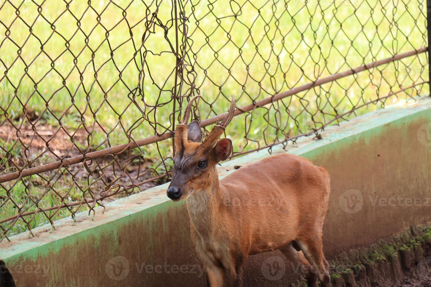 un cerf divertit les touristes avec son action au zoo de semarang. photo