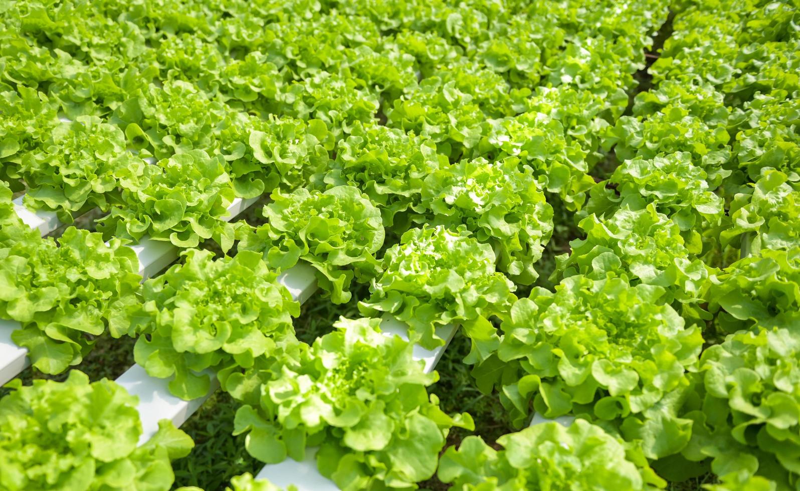 légumes hydroponiques provenant de fermes hydroponiques laitue de chêne verte fraîche poussant dans le jardin, plantes hydroponiques sur l'eau sans sol agriculture biologique aliments de santé nature récolte de feuilles bio photo