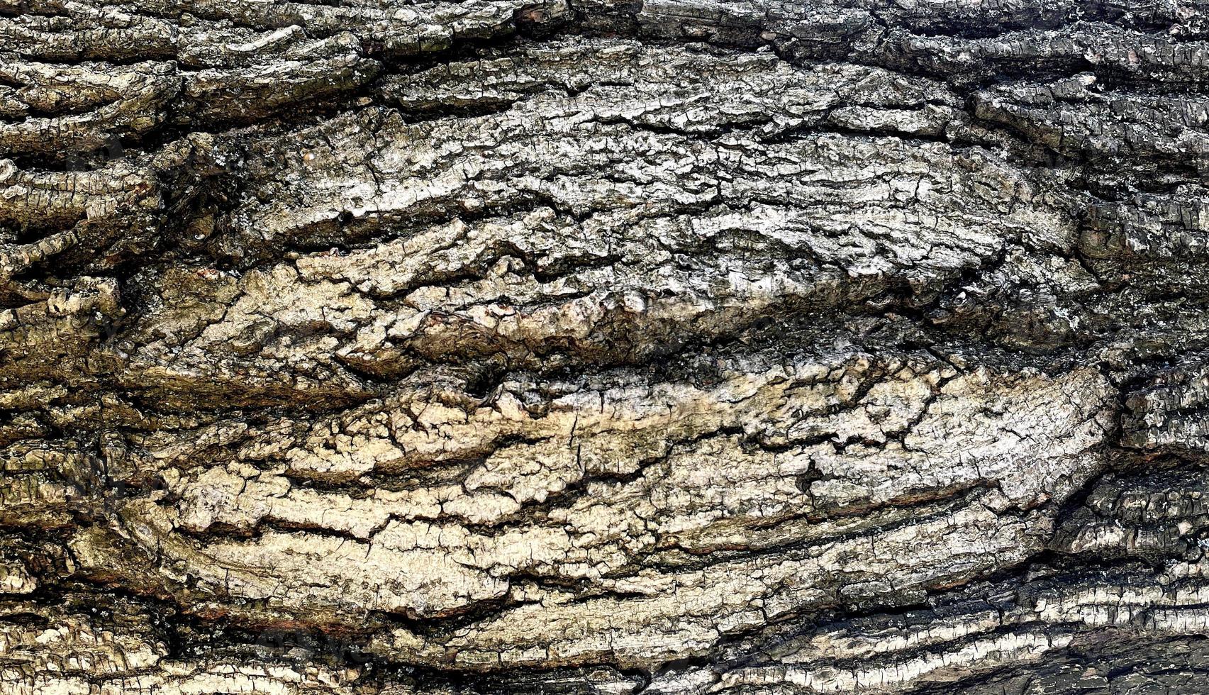 macro de texture de bois sur l'arbre photo