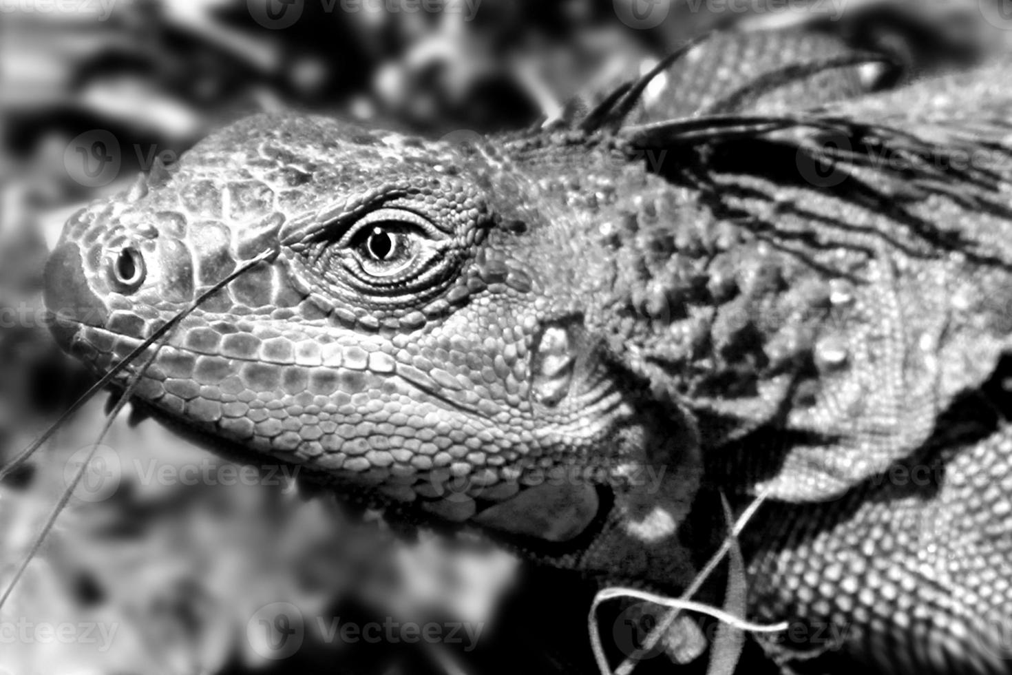 Les iguanes sont un genre de lézards qui vivent sous les tropiques d'Amérique centrale, d'Amérique du Sud et des îles des Caraïbes. ces lézards ont été décrits pour la première fois par un zoologiste autrichien, papier peint macro, iguane photo