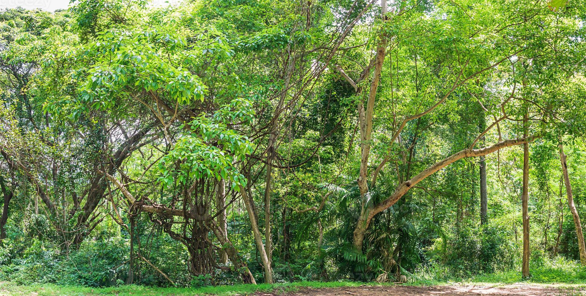 jungle de forêt tropicale humide en thaïlande photo