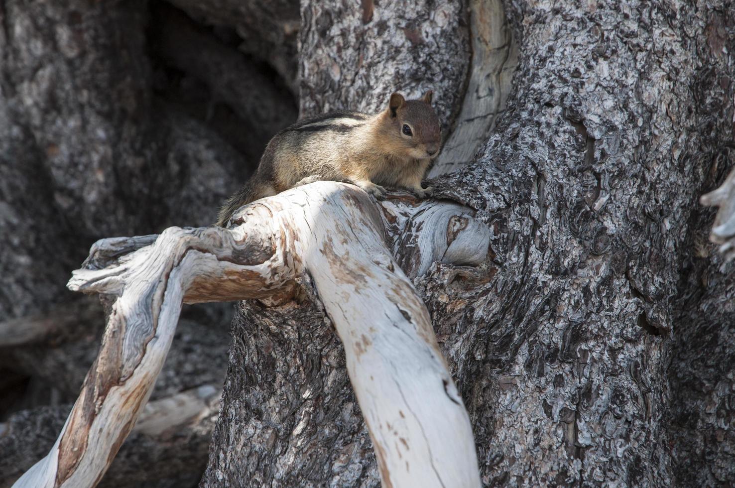 écureuil mignon sur une branche d'arbre photo