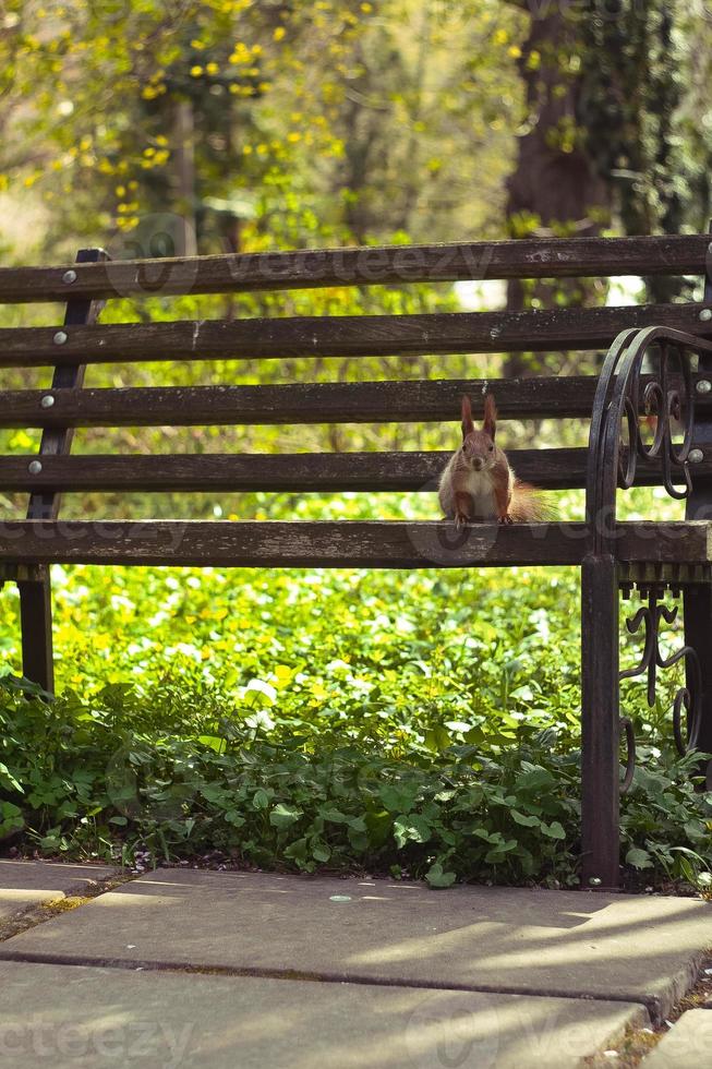gros plan écureuil sauvage assis sur le bord du banc et regardant la photo de concept