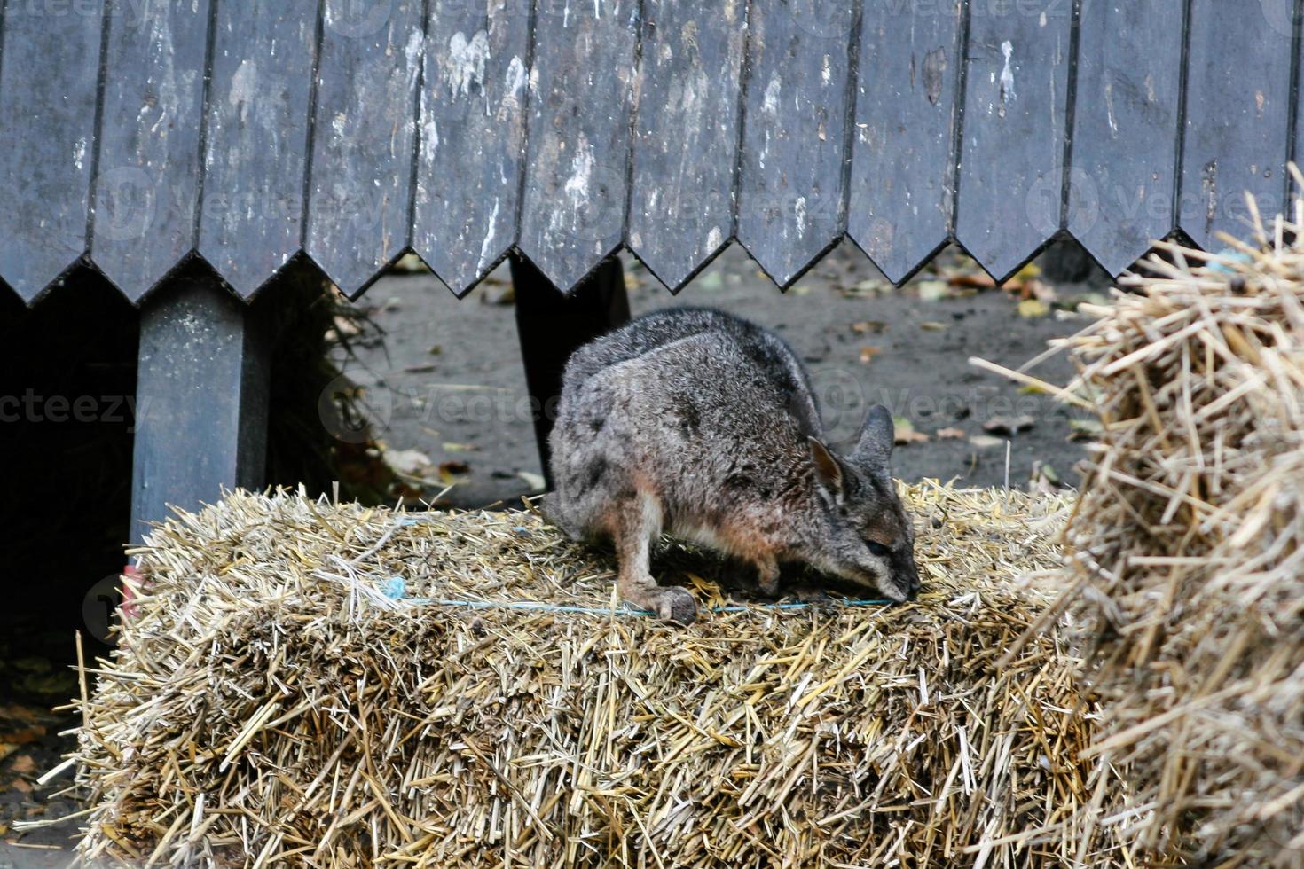 un petit kangourou est assis sur le foin photo