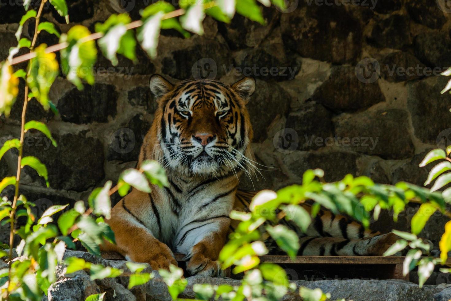 tigre se reposant à l'ombre en gros plan photo