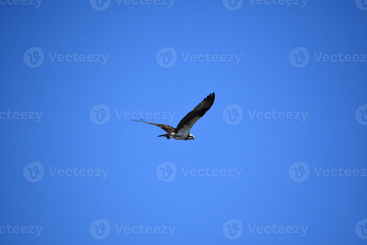 magnifique balbuzard pêcheur volant dans un ciel bleu brillant photo