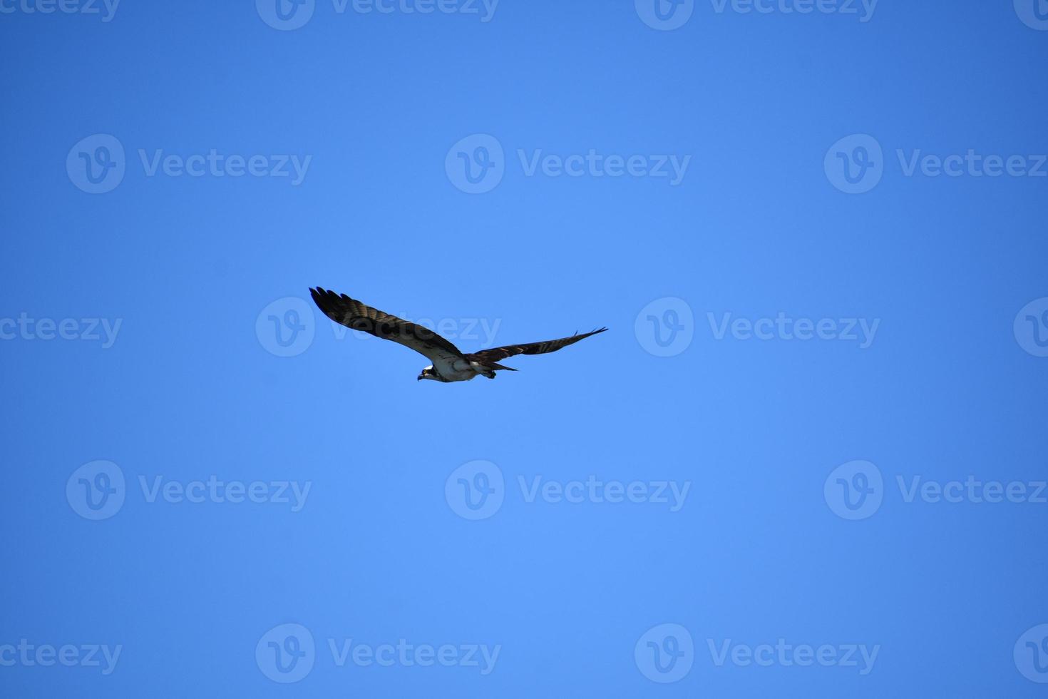 oiseau balbuzard pêcheur aux ailes déployées en vol photo