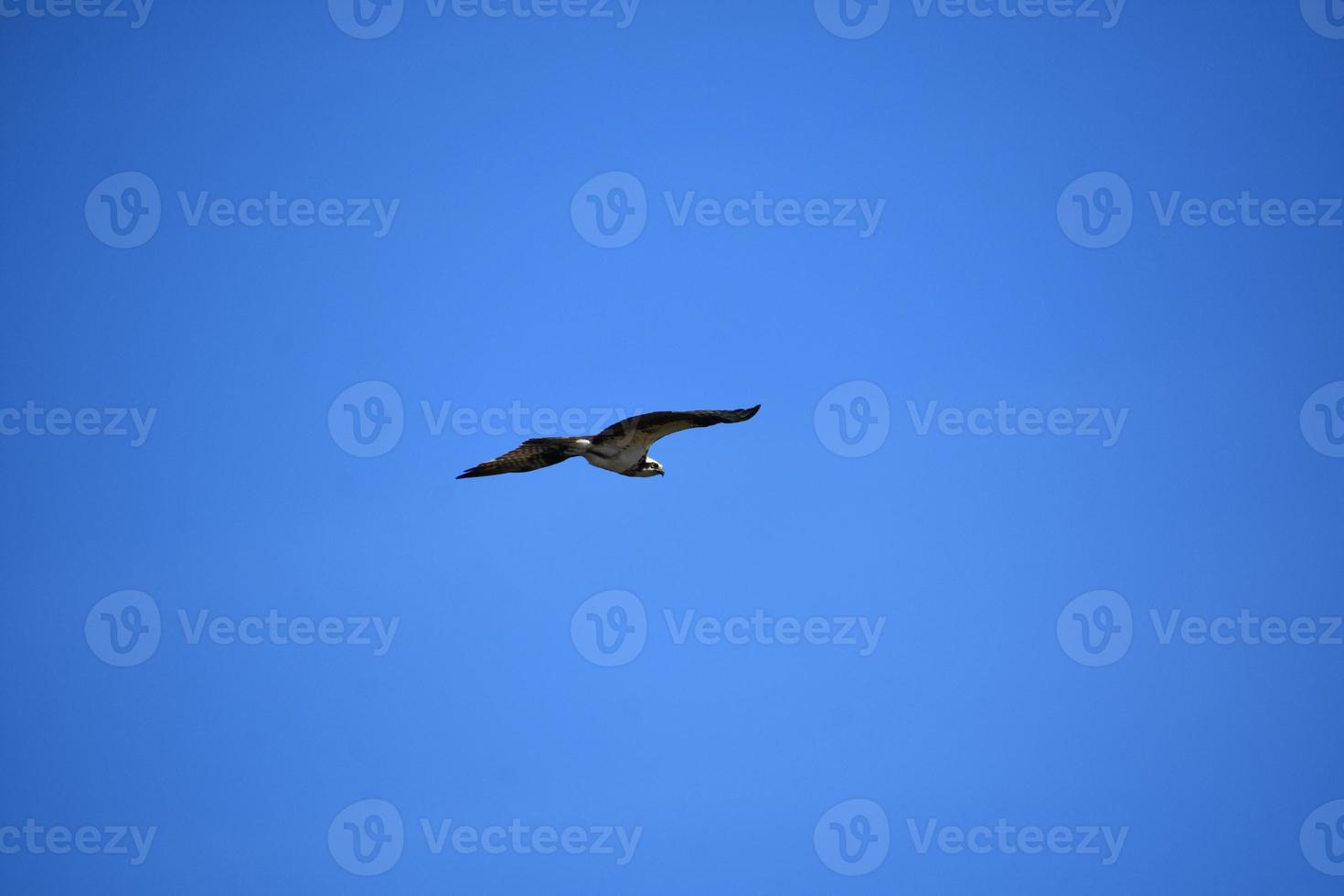 balbuzard pêcheur volant dans un ciel bleu vif photo