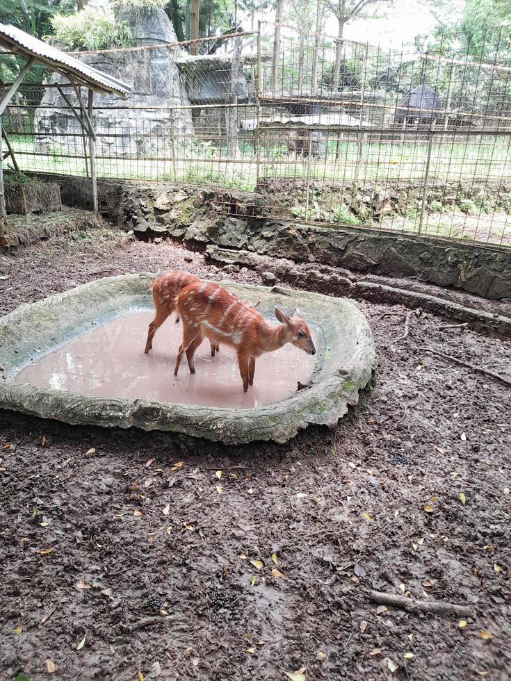 cerf en bonne santé dans une cage de zoo photo