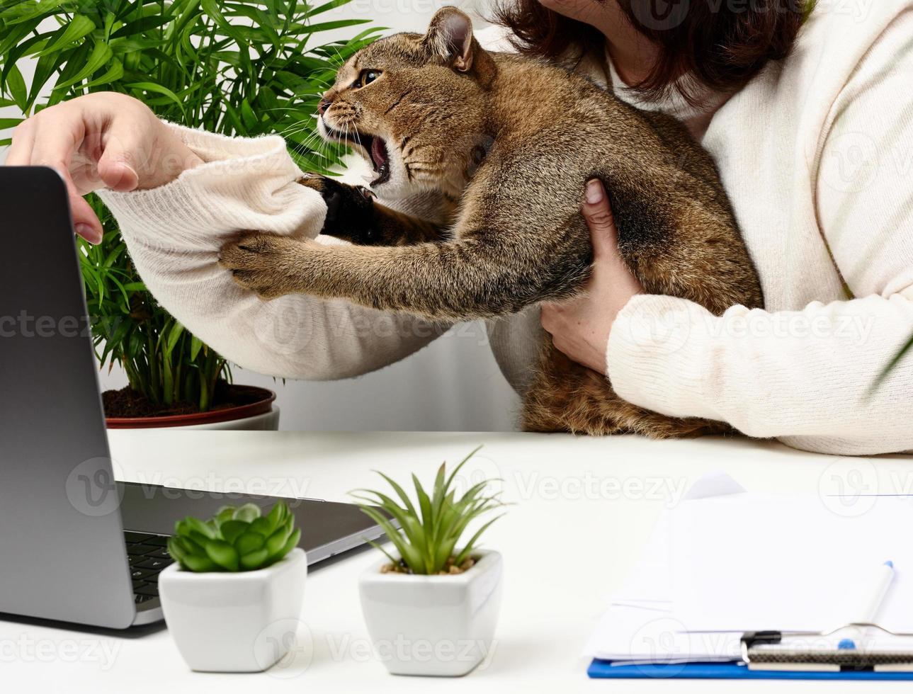 un drôle de chat gris adulte empêche le pigiste de travailler sur l'ordinateur portable. l'animal mord la main. manque d'attention aux animaux de compagnie photo