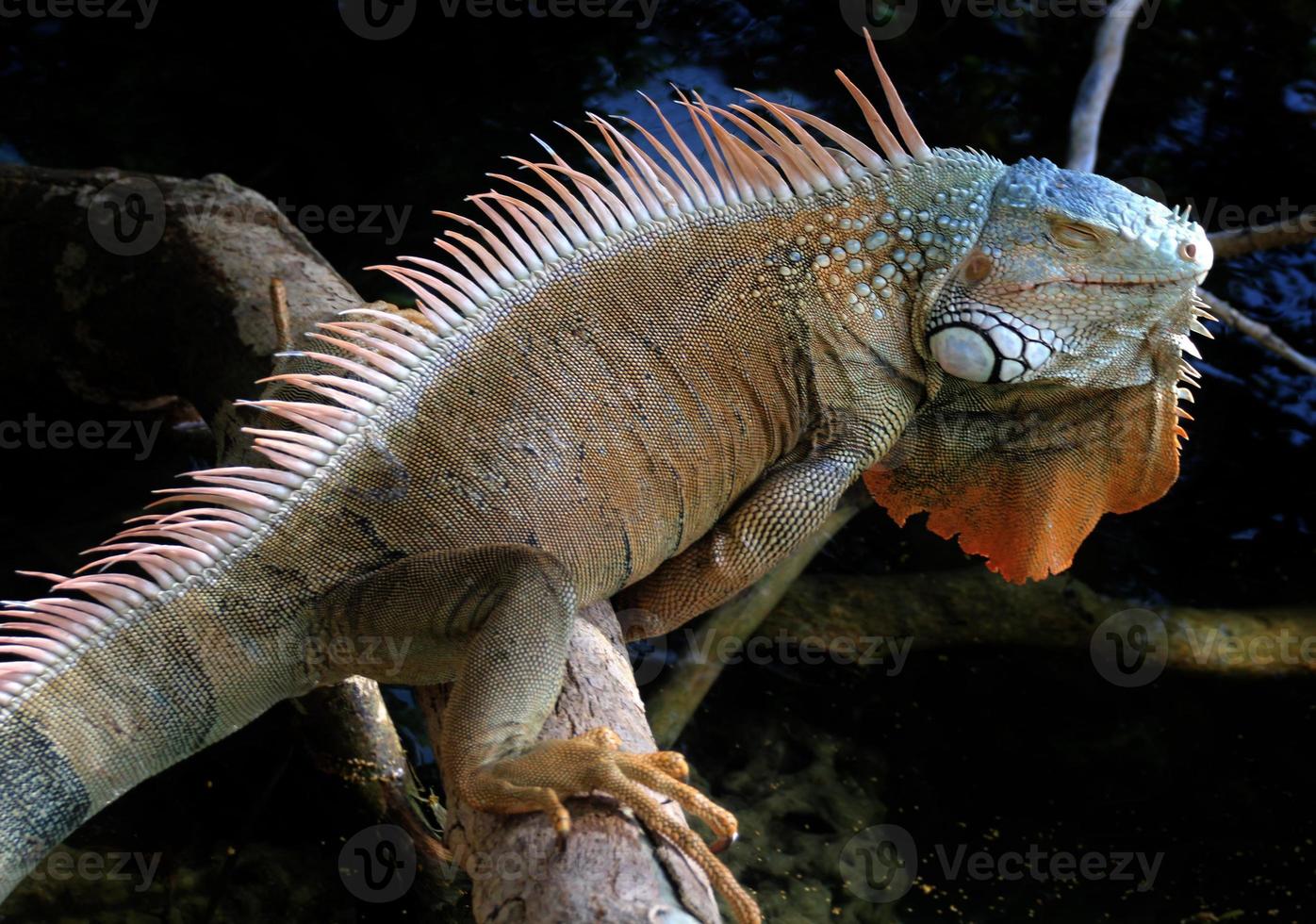 Les iguanes sont un genre de lézards qui vivent dans les tropiques d'Amérique centrale, d'Amérique du Sud et des îles des Caraïbes. ces lézards ont été décrits pour la première fois par un zoologiste autrichien, papier peint macro, iguane photo