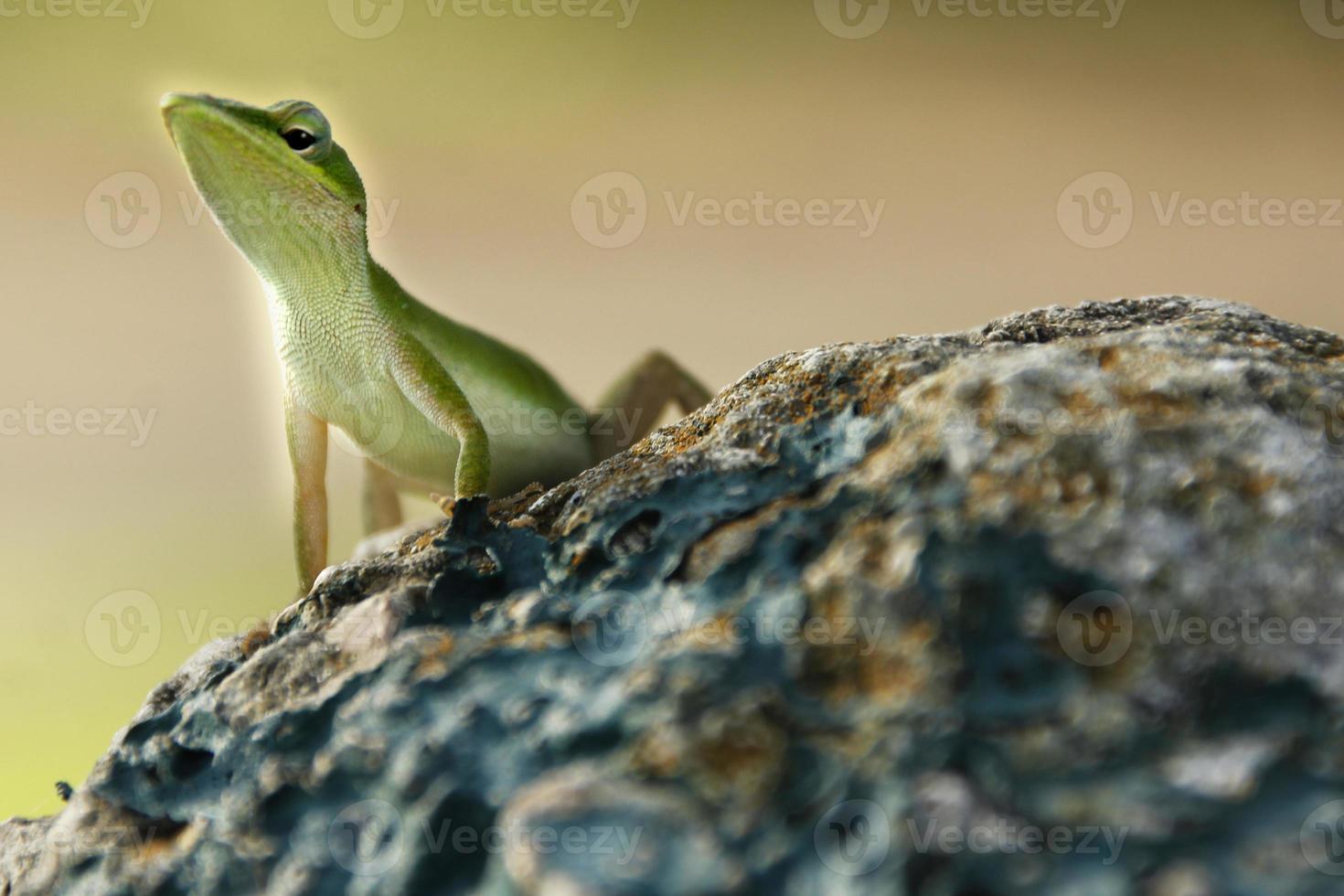 Les iguanes sont un genre de lézards qui vivent dans les tropiques d'Amérique centrale, d'Amérique du Sud et des îles des Caraïbes. ces lézards ont été décrits pour la première fois par un zoologiste autrichien, papier peint macro, iguane photo