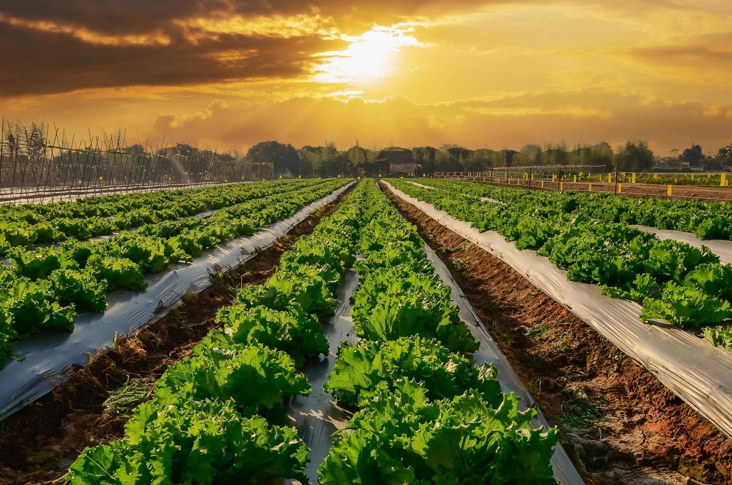 industrie agricole. salade de laitue de plus en plus sur le terrain avec le coucher du soleil photo