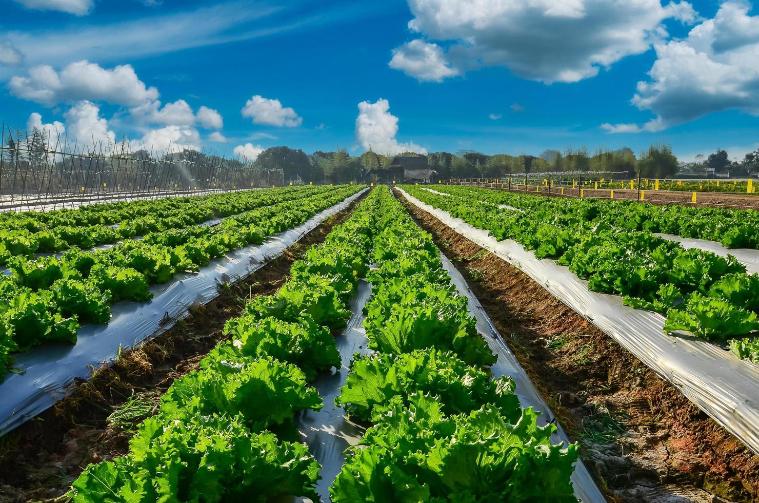 industrie agricole. De plus en plus de laitue salade sur terrain avec ciel bleu photo