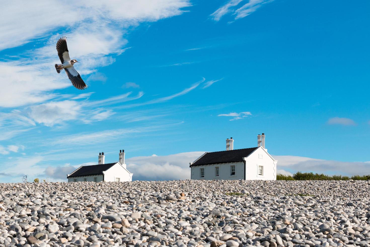 Vanneau oiseau en vol avec des maisons en arrière-plan contre le ciel bleu nuageux photo